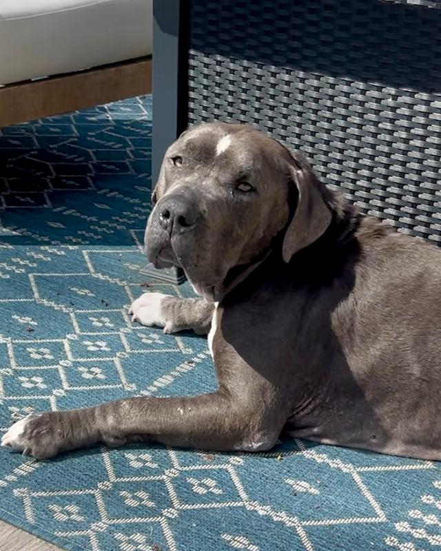 Enlarge Lucky Loki, a Adoptable mixed breed in Brewster , NY image 1/6