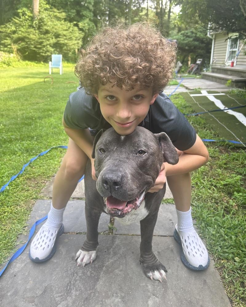 Lucky Loki, a Adoptable mixed breed in Brewster , NY image 3/5