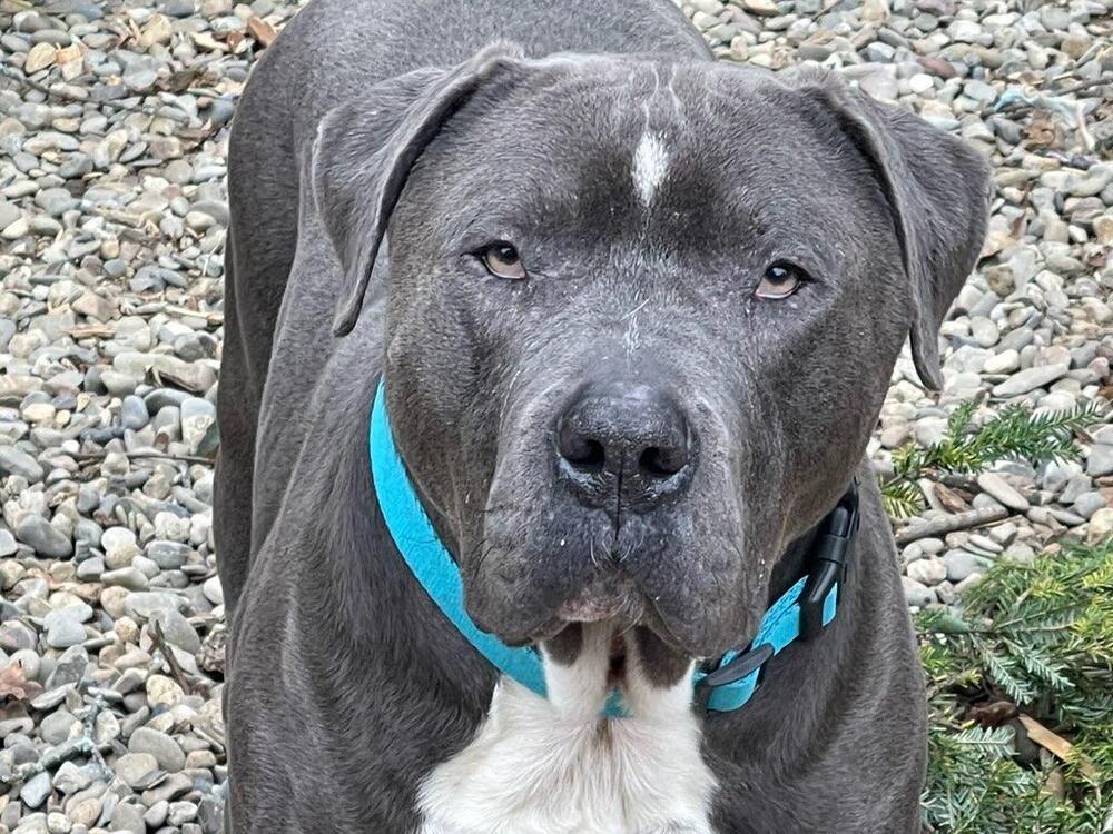 Enlarge Lucky Loki, a Adoptable mixed breed in Brewster , NY image 2/6