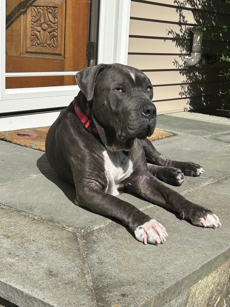 Enlarge Lucky Loki, a Adoptable mixed breed in Brewster , NY image 3/6