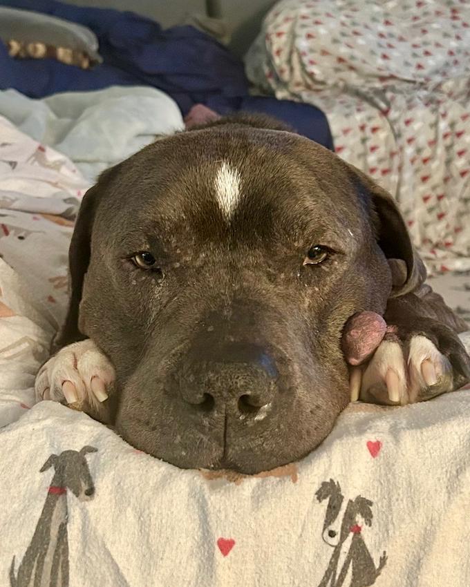 Enlarge Lucky Loki, a Adoptable mixed breed in Brewster , NY image 4/6