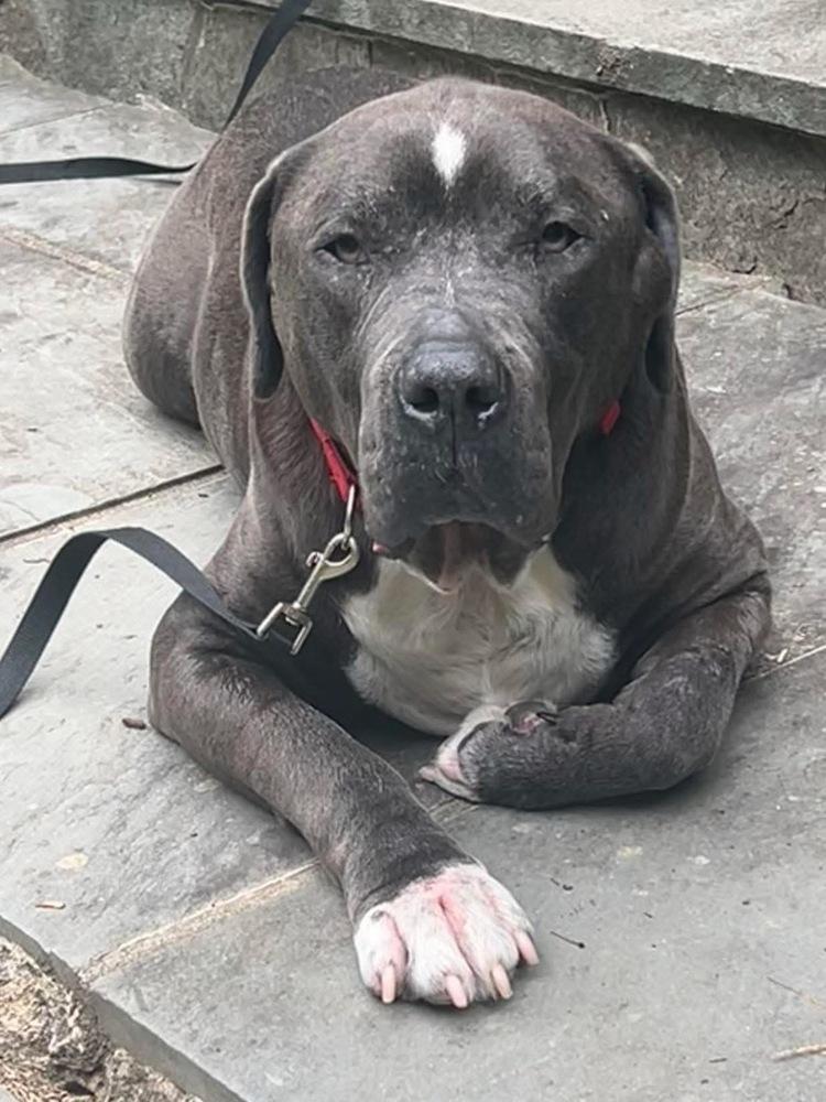 Enlarge Lucky Loki, a Adoptable mixed breed in Brewster , NY image 5/6