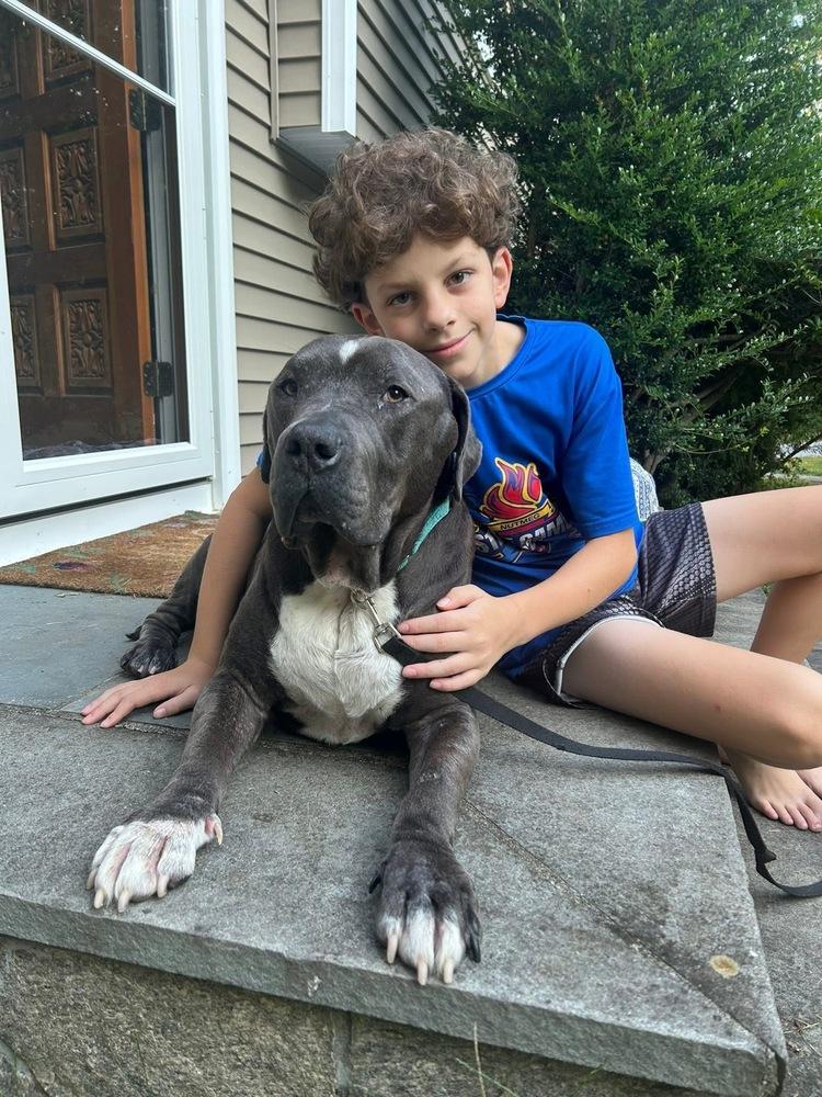 Enlarge Lucky Loki, a Adoptable mixed breed in Brewster , NY image 6/6