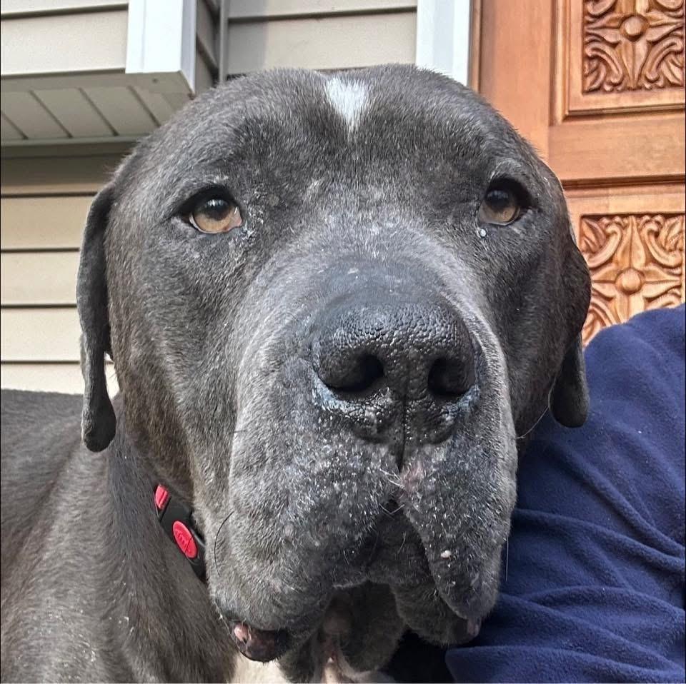 Enlarge Lucky Loki, a Adoptable mixed breed in Brewster , NY image 6/6