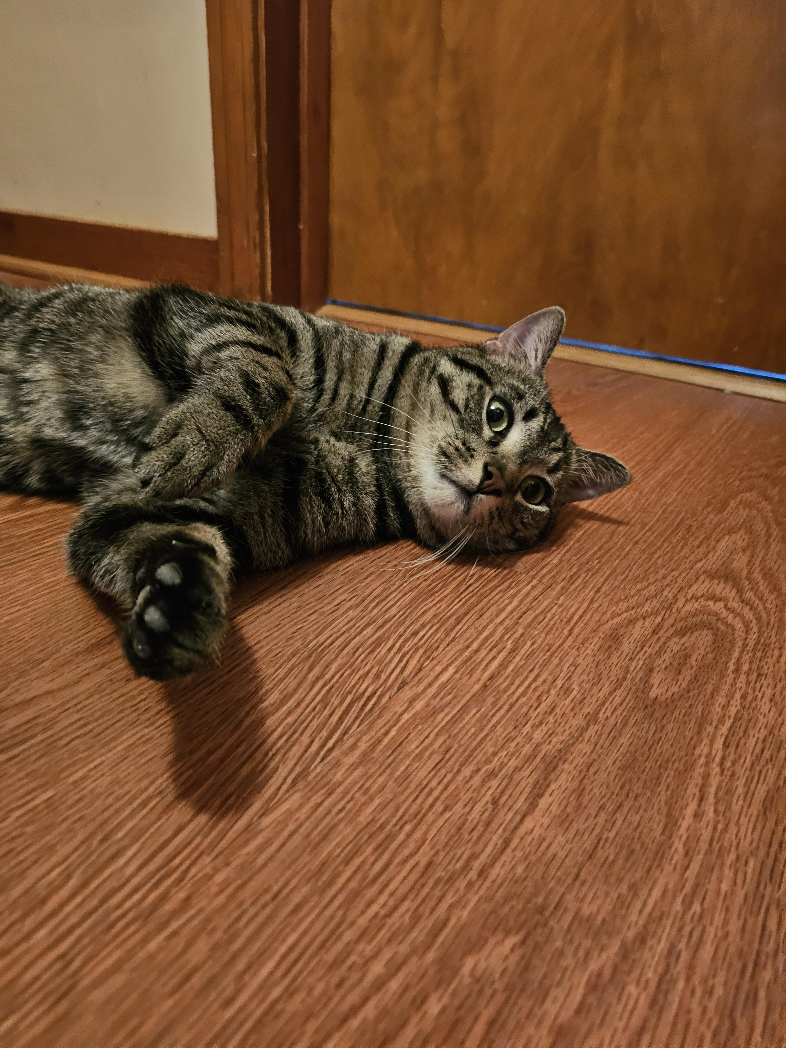Enlarge Watson, a ADOPTABLE American Shorthair in Pittsburgh, PA image 5/6