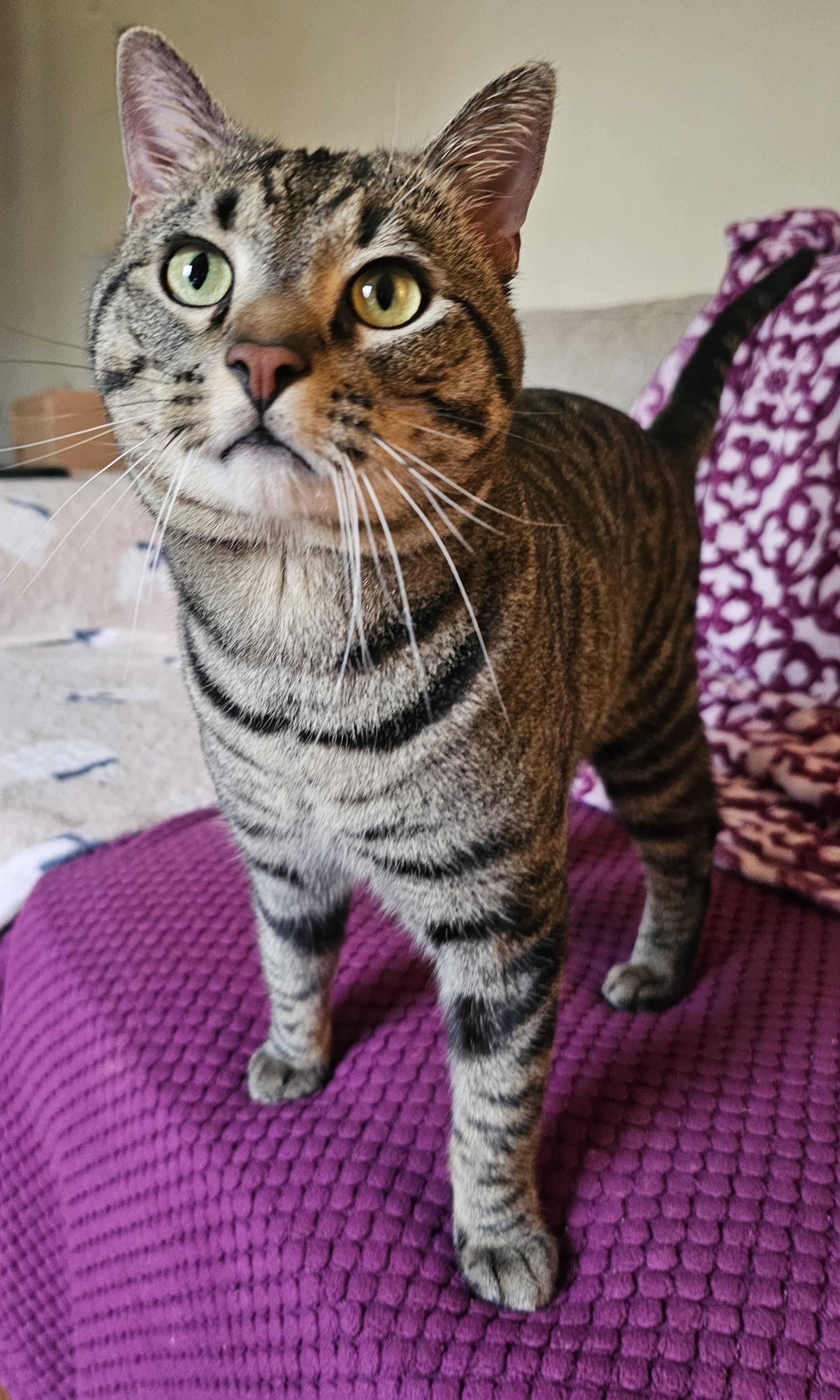 Watson, ADOPTABLE, Adult Male American Shorthair.