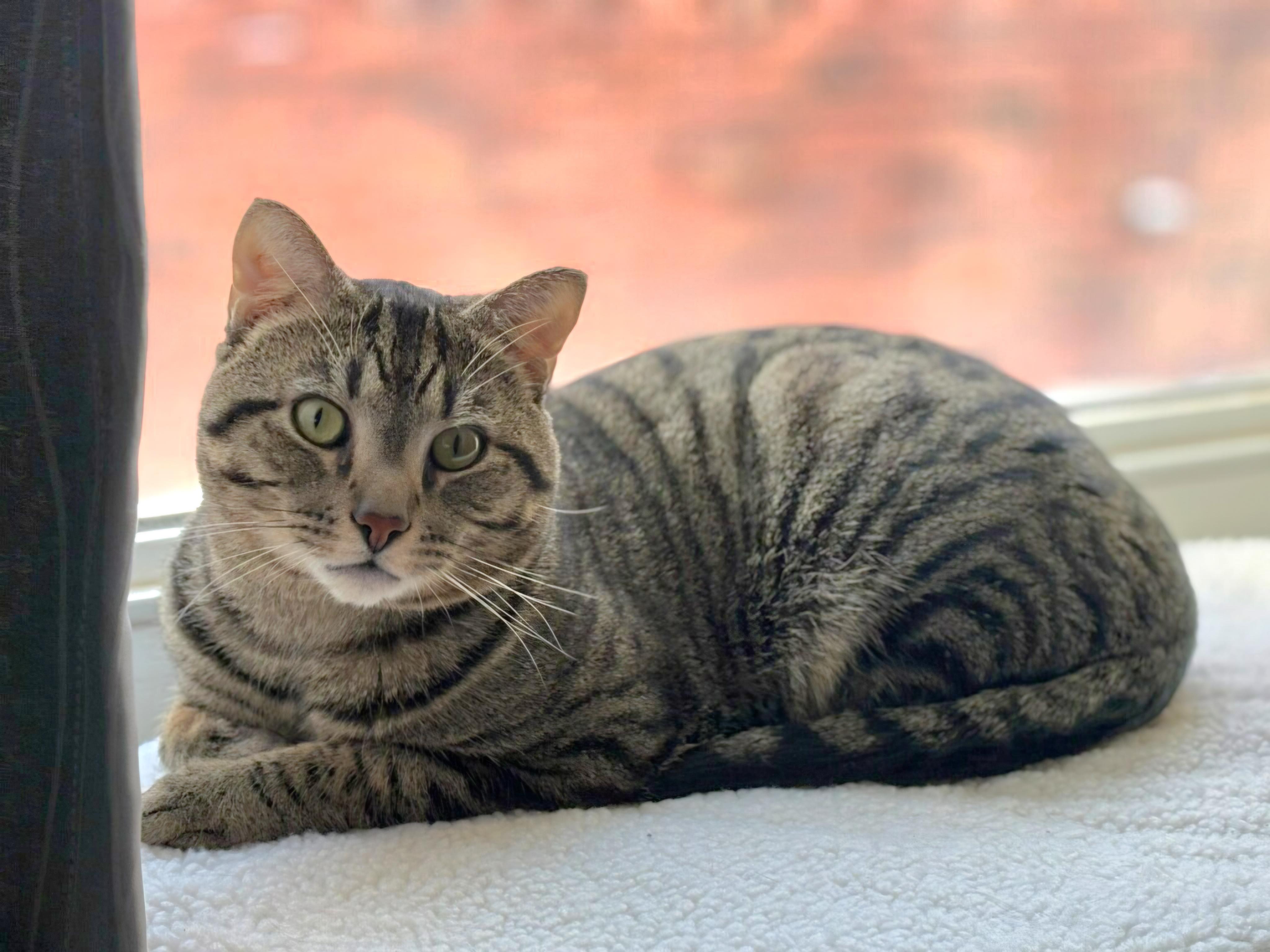Watson, ADOPTABLE, Adult Male American Shorthair.