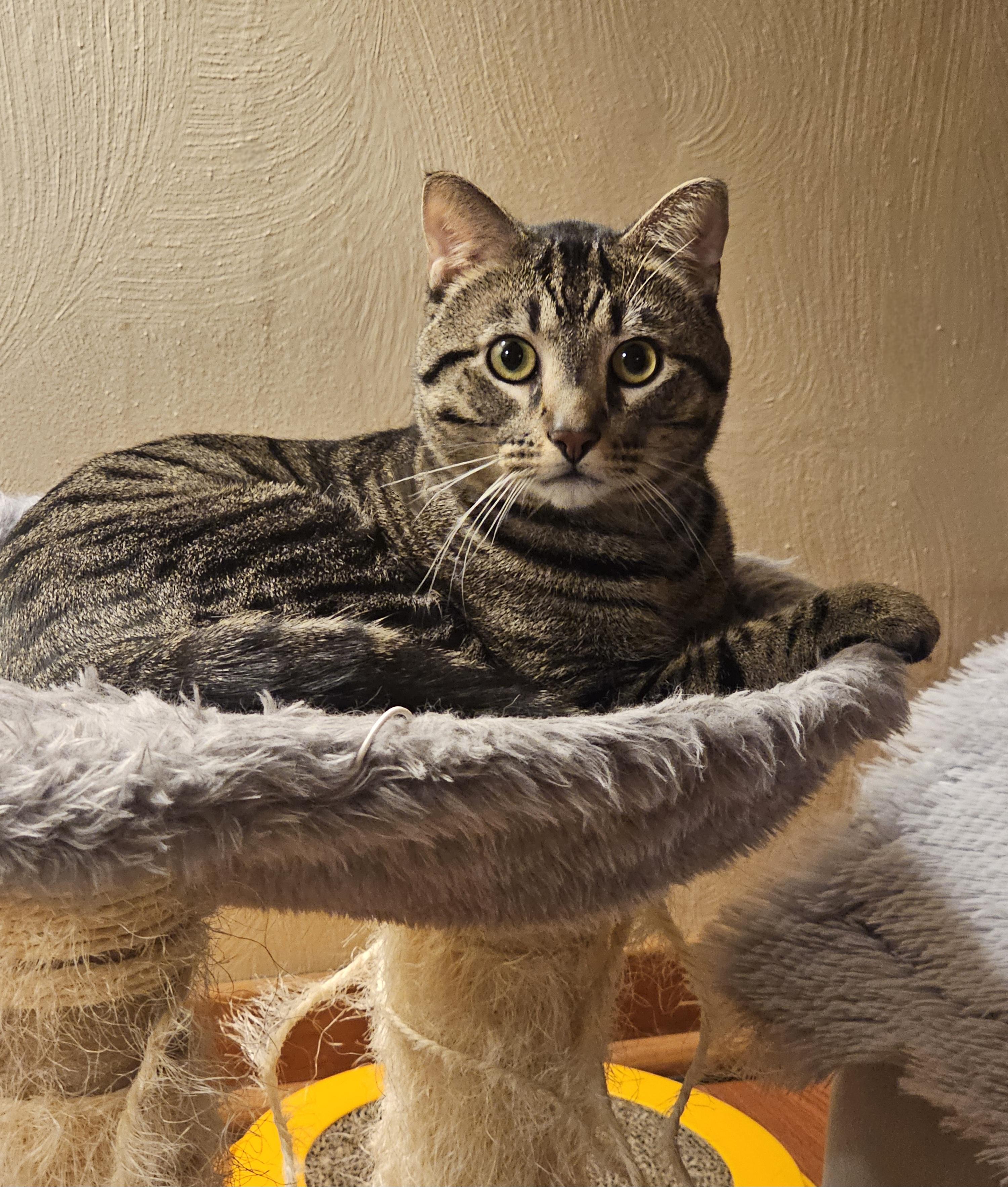 Enlarge Watson, a ADOPTABLE American Shorthair in Pittsburgh, PA image 3/6