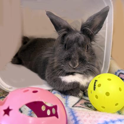 Goblin, a Adoptable mixed breed in Voorhees, NJ image 1/3