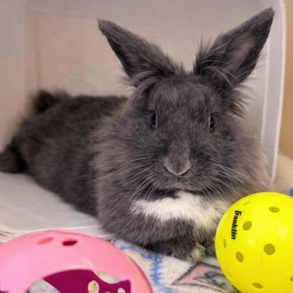 Enlarge Goblin, a Adoptable mixed breed in Voorhees, NJ image 1/3