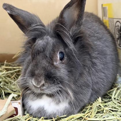 Goblin, Adoptable, Adult Female Lionhead & American.