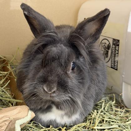 Enlarge Goblin, a Adoptable mixed breed in Voorhees, NJ image 2/3