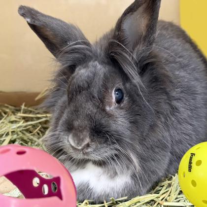 Enlarge Goblin, a Adoptable mixed breed in Voorhees, NJ image 3/3