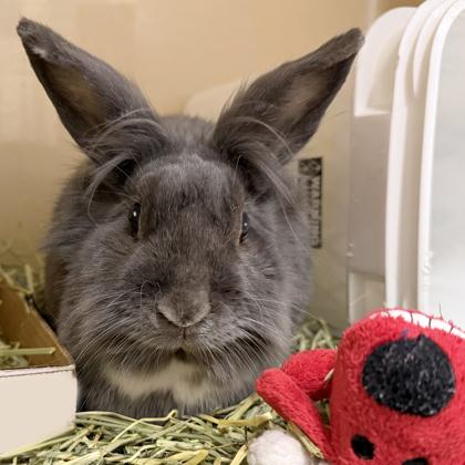 Goblin, a Adoptable mixed breed in Voorhees, NJ image 2/3