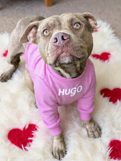 Hugo — thumbnail 3