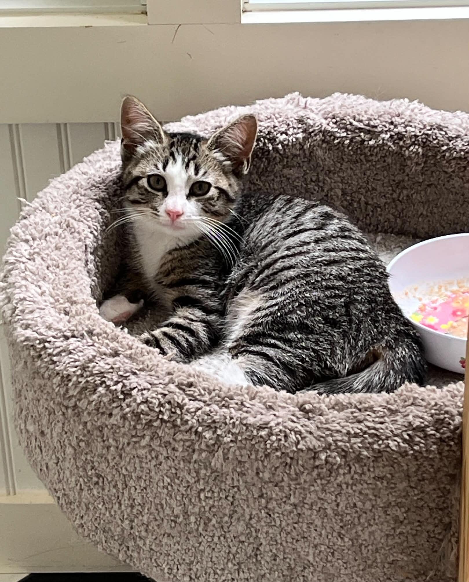 Enlarge Aurora, a ADOPTABLE Domestic Short Hair in Wading River, NY image 1/1