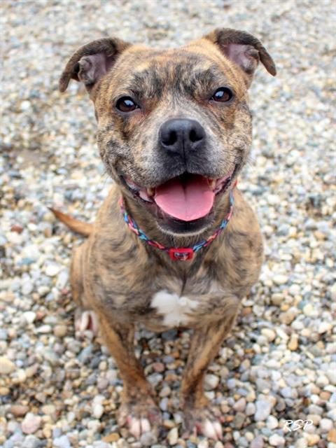 AURORA, Adoptable, Adult Female Staffordshire Bull Terrier & Mixed Breed.