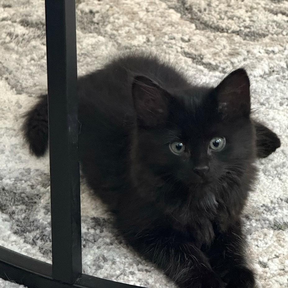 Sarg Brychel, Adopted, Kitten Male Domestic Long Hair.