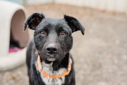 Enlarge Blackie, a ADOPTABLE Australian Cattle Dog / Blue Heeler in Lewiston, ID image 2/4