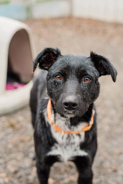 Blackie, ADOPTABLE, Adult Female Australian Cattle Dog / Blue Heeler.