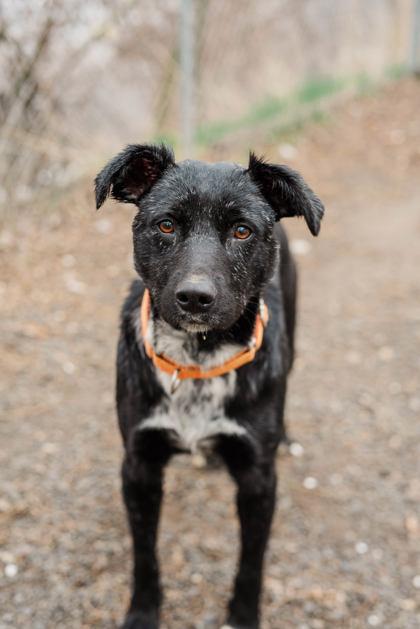 Enlarge Blackie, a ADOPTABLE Australian Cattle Dog / Blue Heeler in Lewiston, ID image 4/4