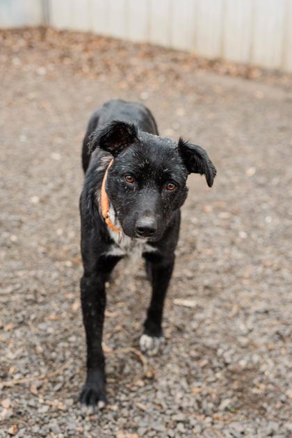 Enlarge Blackie, a ADOPTABLE Australian Cattle Dog / Blue Heeler in Lewiston, ID image 3/4