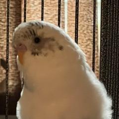 Beaky Blinders with Cluck Norris and Sir Beaks-a-Lot-In foster, Adoptable, Young Male Parakeet (Other).