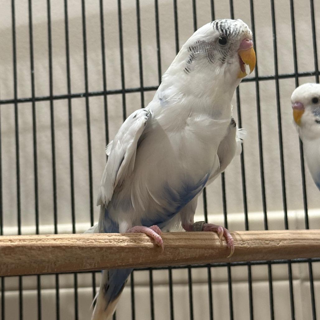 Enlarge Beaky Blinders with Cluck Norris and Sir Beaks-a-Lot-In foster, a Adoptable Parakeet (Other) in Springfield, MA image 2/5