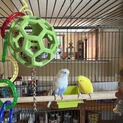Enlarge Beaky Blinders with Cluck Norris and Sir Beaks-a-Lot-In foster, a Adoptable Parakeet (Other) in Springfield, MA image 3/5