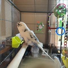 Enlarge Beaky Blinders with Cluck Norris and Sir Beaks-a-Lot-In foster, a Adoptable Parakeet (Other) in Springfield, MA image 4/5