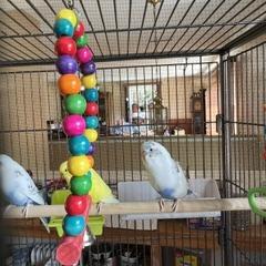 Enlarge Beaky Blinders with Cluck Norris and Sir Beaks-a-Lot-In foster, a Adoptable Parakeet (Other) in Springfield, MA image 5/5