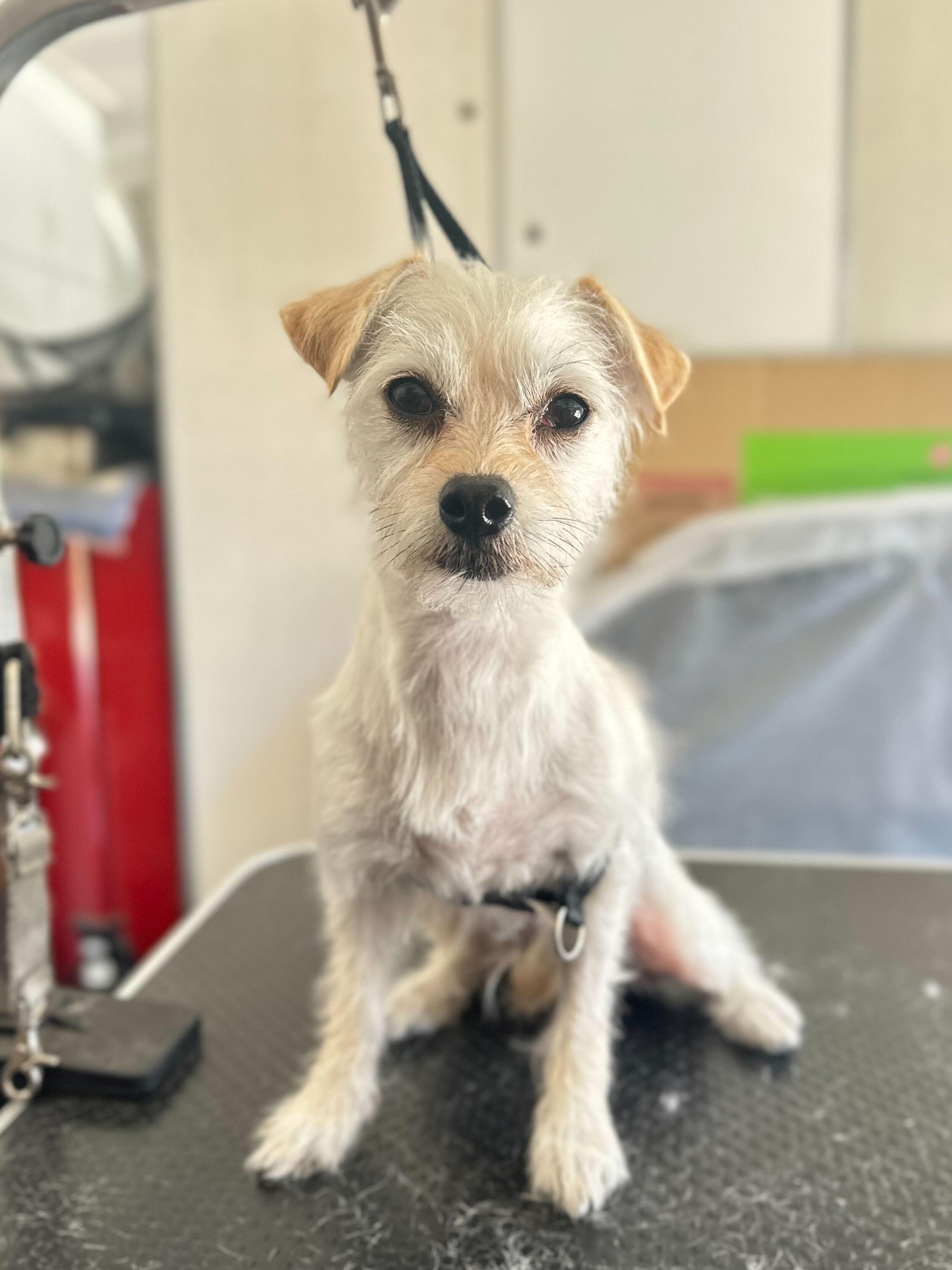 Galaxy, Adult Female Terrier