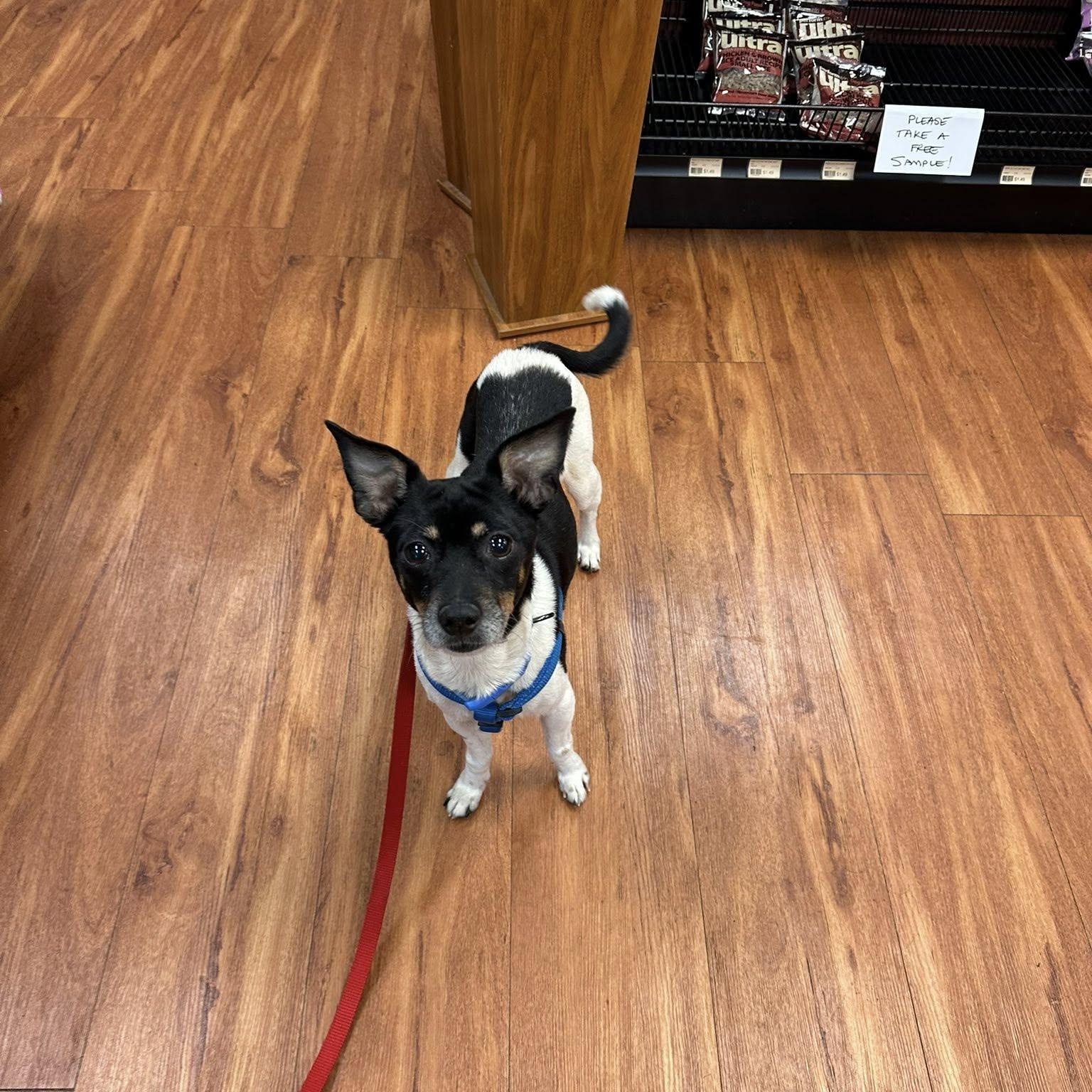 Howdy, a Adoptable mixed breed in Woodstock, ON image 1/6