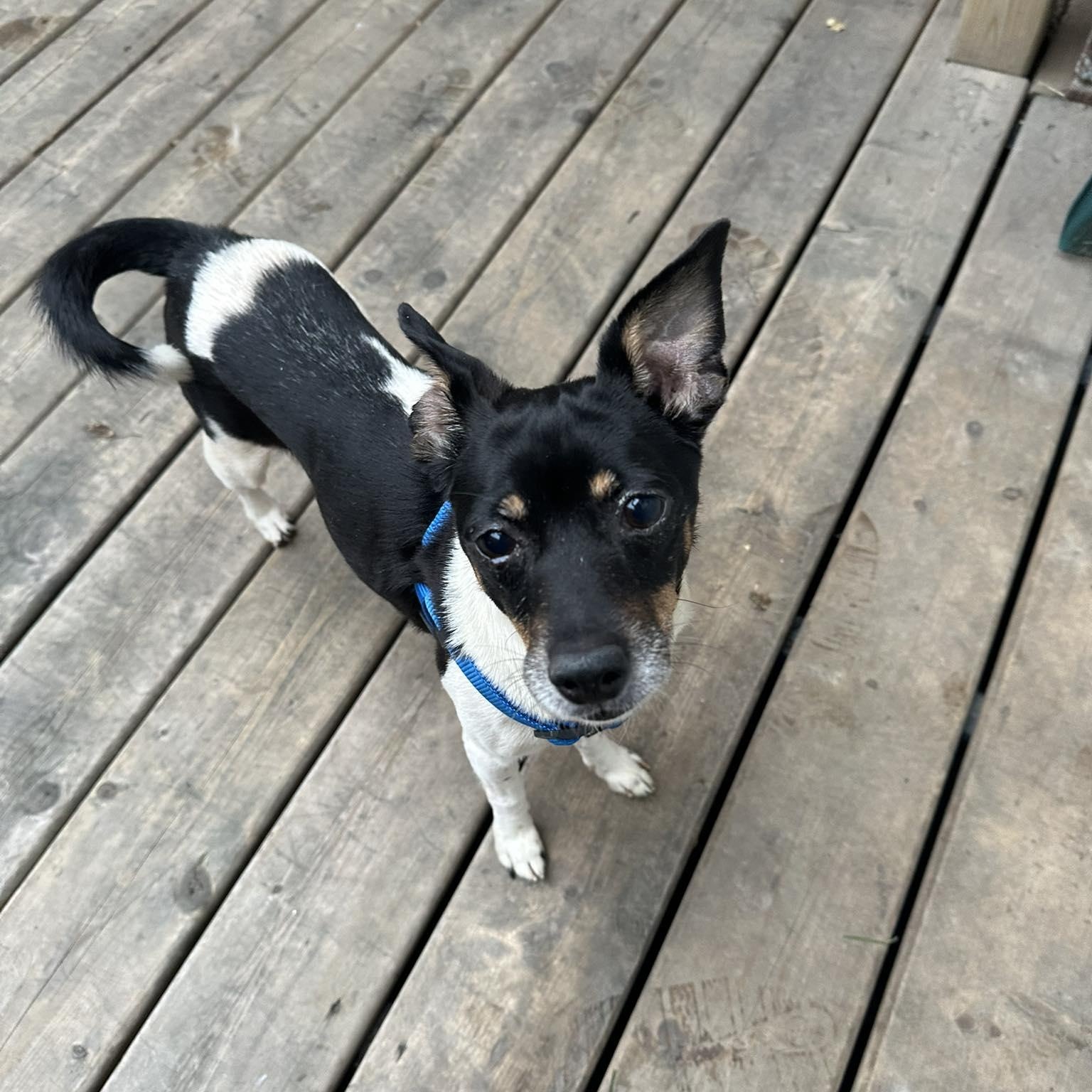 Howdy, a Adoptable mixed breed in Woodstock, ON image 2/6