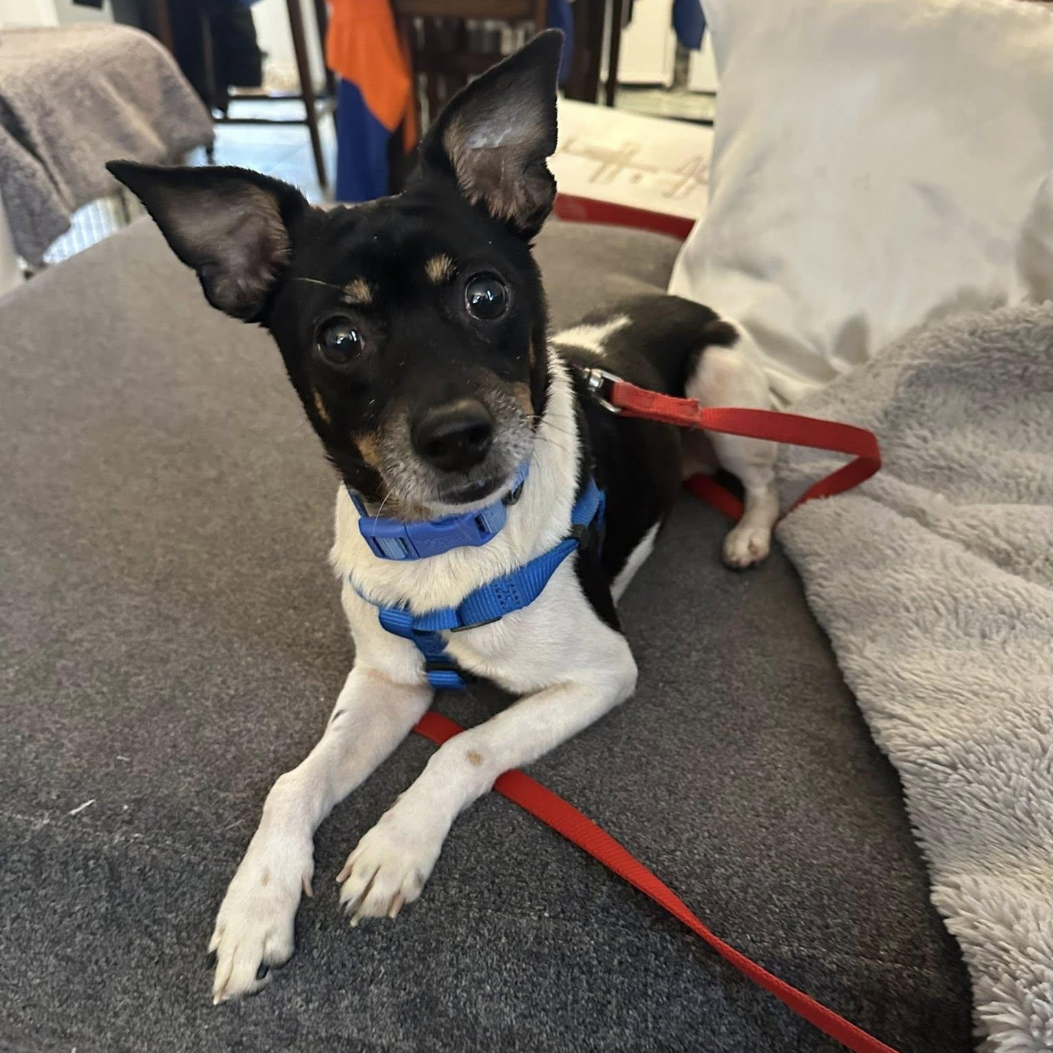 Howdy, a Adoptable mixed breed in Woodstock, ON image 3/6