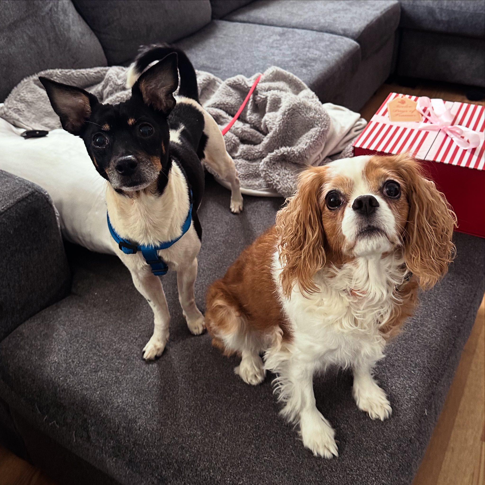 Howdy, a Adoptable mixed breed in Woodstock, ON image 4/6