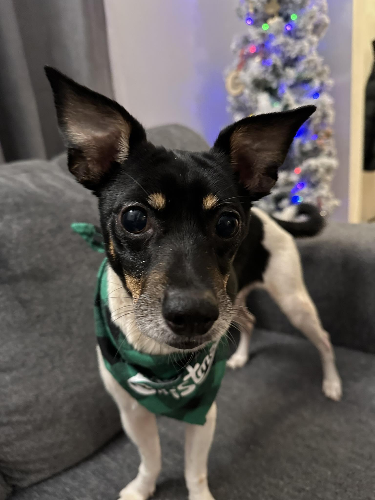 Howdy, a Adoptable mixed breed in Woodstock, ON image 5/6