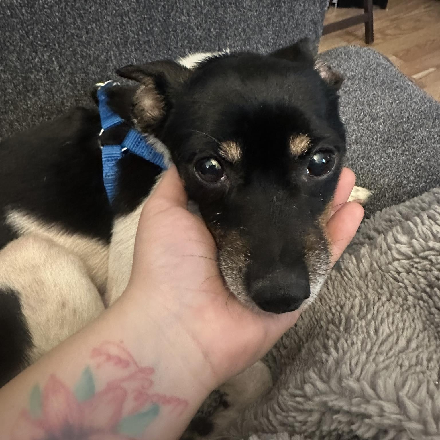 Howdy, Adoptable, Senior Male Jack Russell Terrier & Chihuahua.