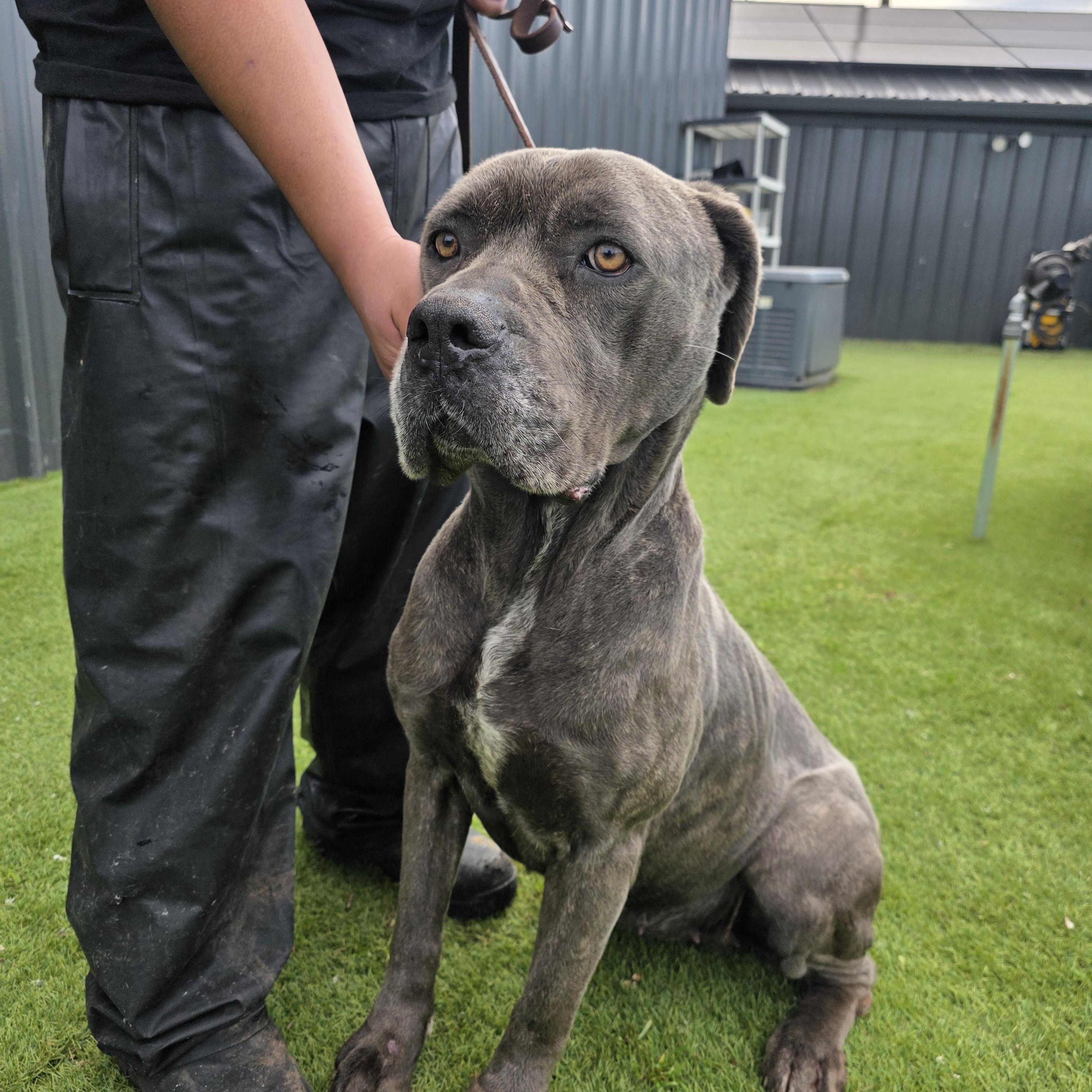 Bubbles, a ADOPTABLE Cane Corso in San Juan Bautista, CA image 3/3