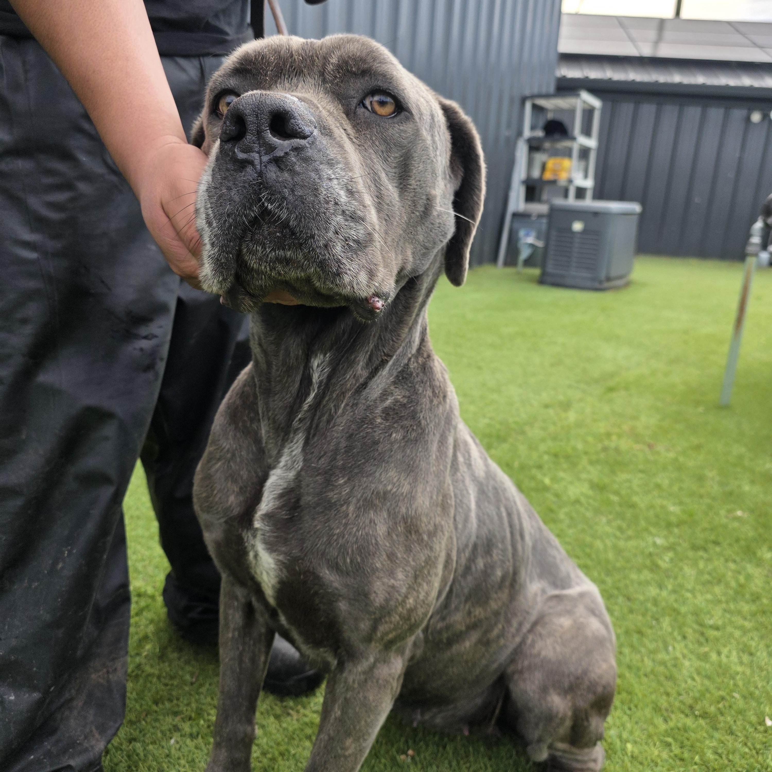 Bubbles, a ADOPTABLE Cane Corso in San Juan Bautista, CA image 2/3