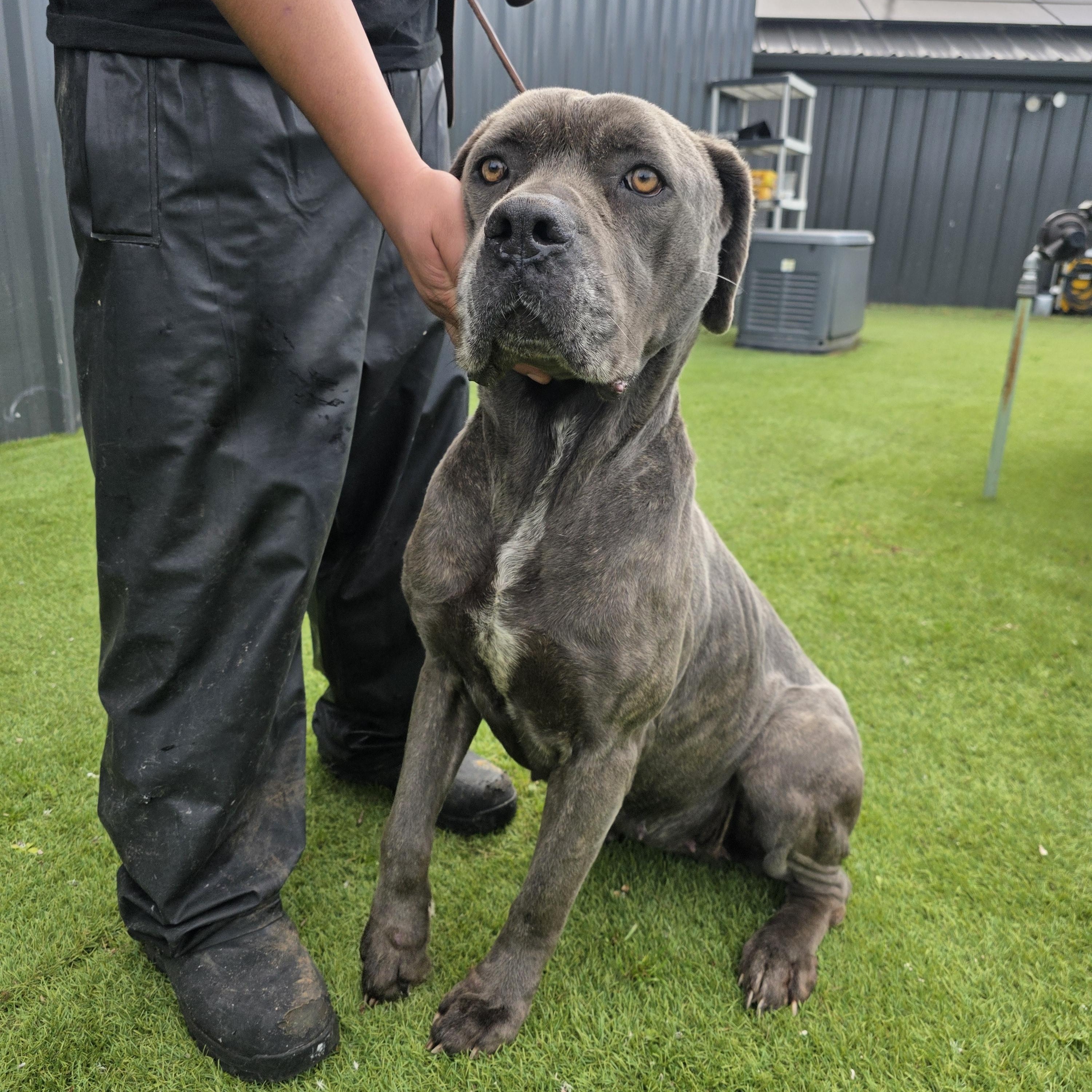 Bubbles, ADOPTABLE, Adult Female Cane Corso.