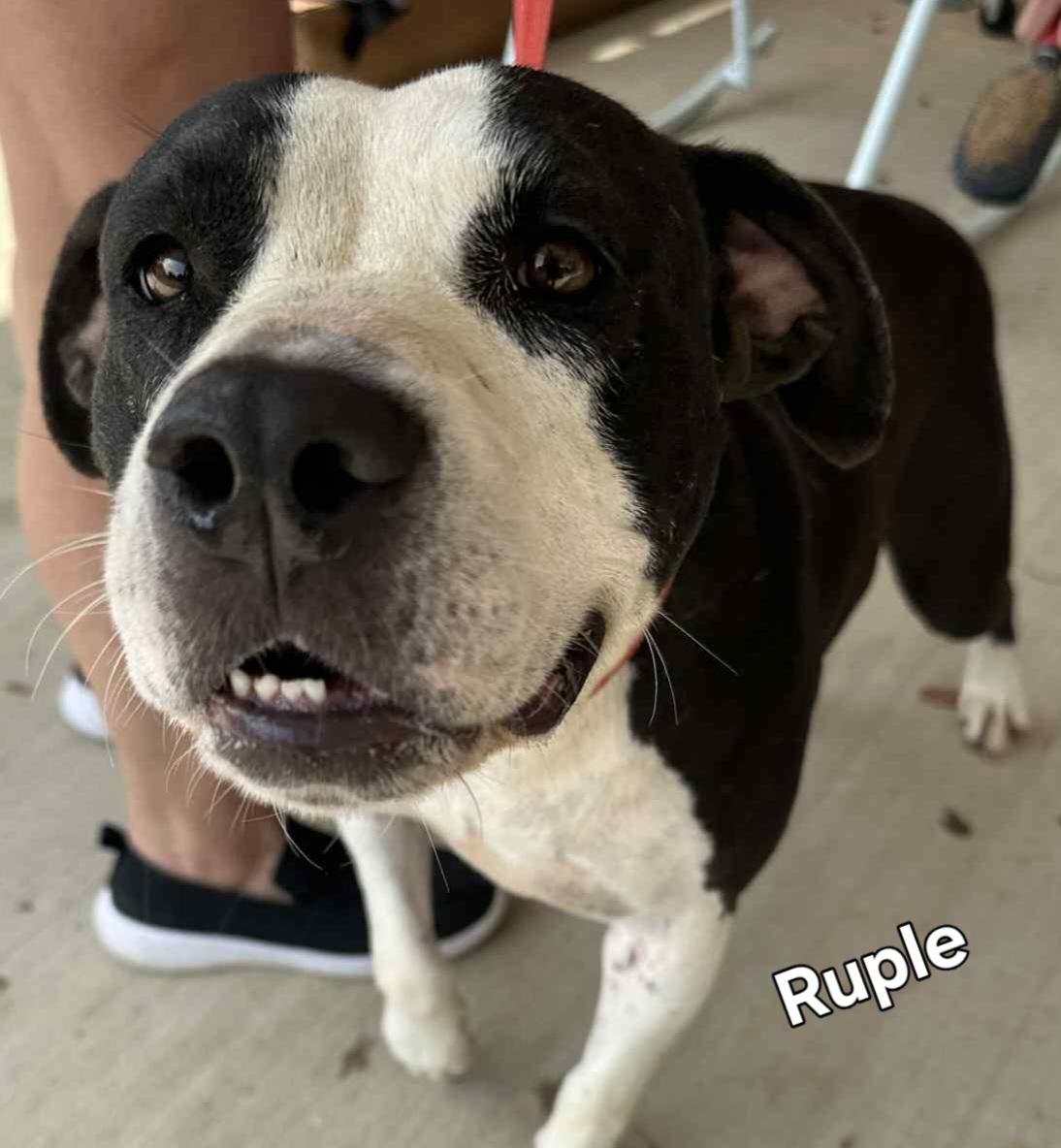 Enlarge Ruple, a Adoptable Mixed Breed in Springhill, LA image 1/5