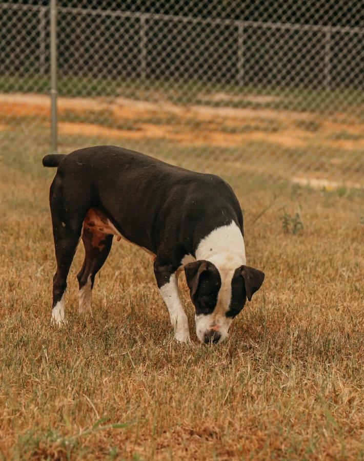Ruple, Adoptable, Adult Female Mixed Breed.