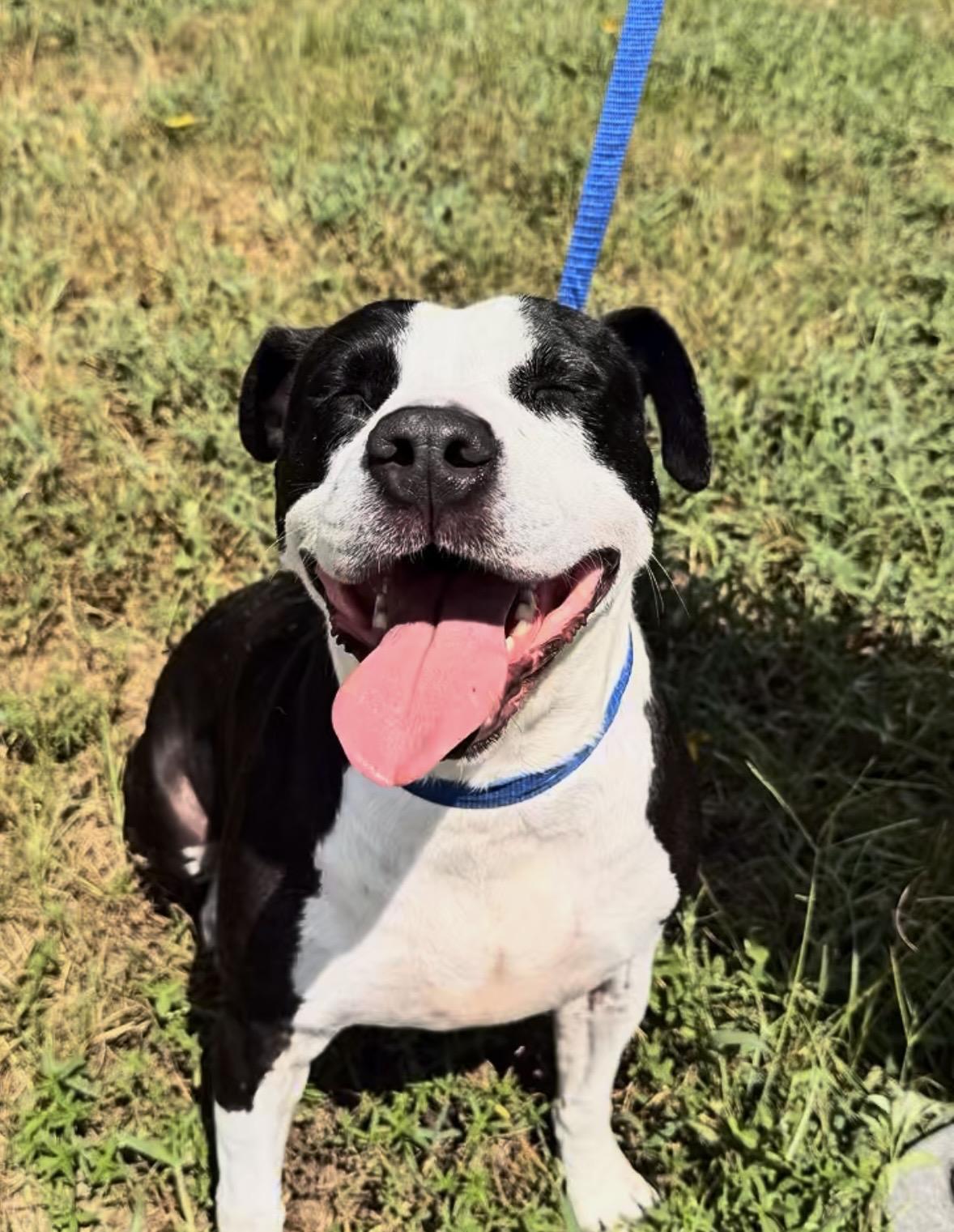 Enlarge Ruple, a Adoptable Mixed Breed in Springhill, LA image 4/5