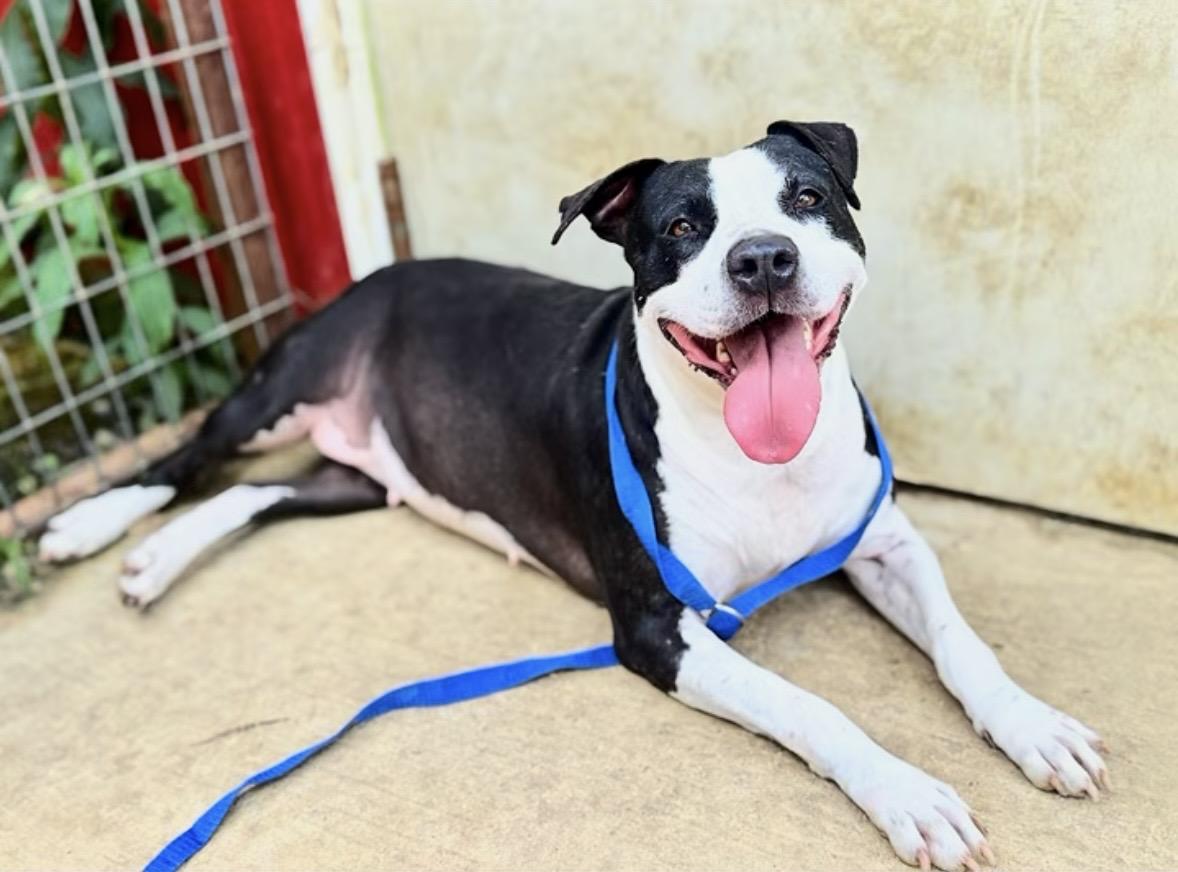 Ruple, Adoptable, Adult Female Mixed Breed.