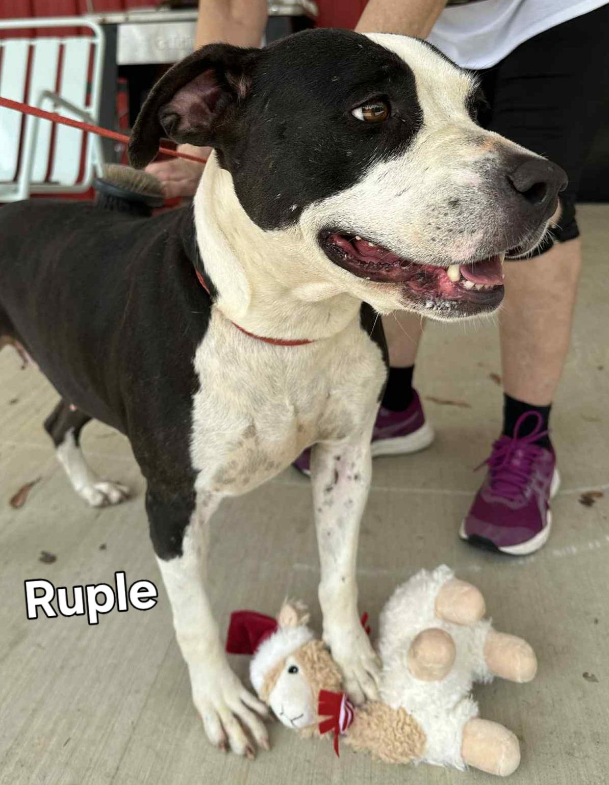 Enlarge Ruple, a Adoptable Mixed Breed in Springhill, LA image 4/5