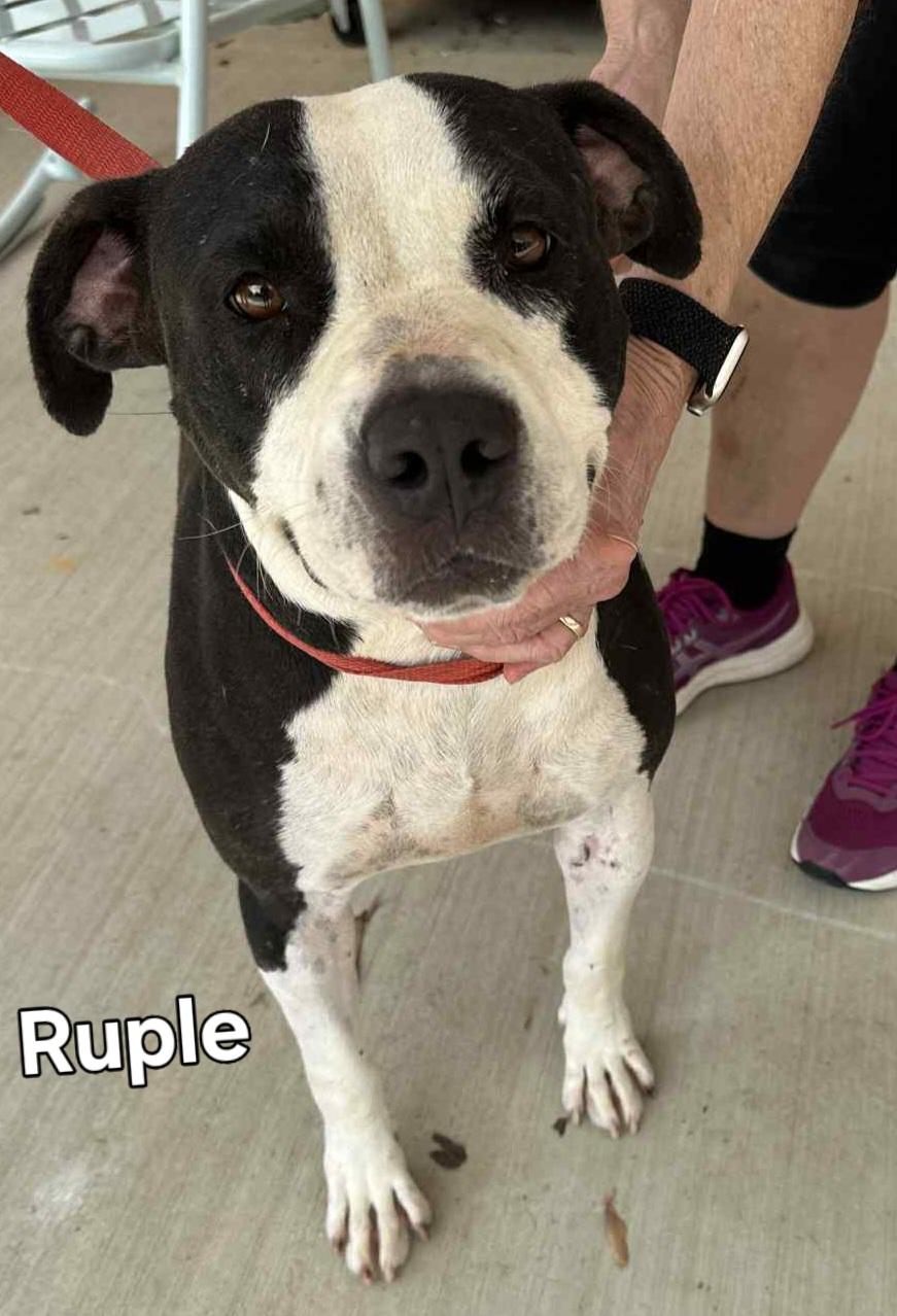 Enlarge Ruple, a Adoptable Mixed Breed in Springhill, LA image 5/5