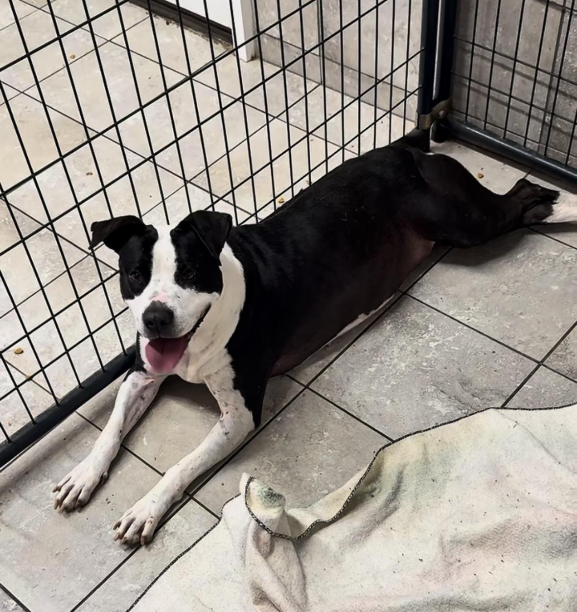 Enlarge Ruple, a Adoptable Mixed Breed in Springhill, LA image 3/5