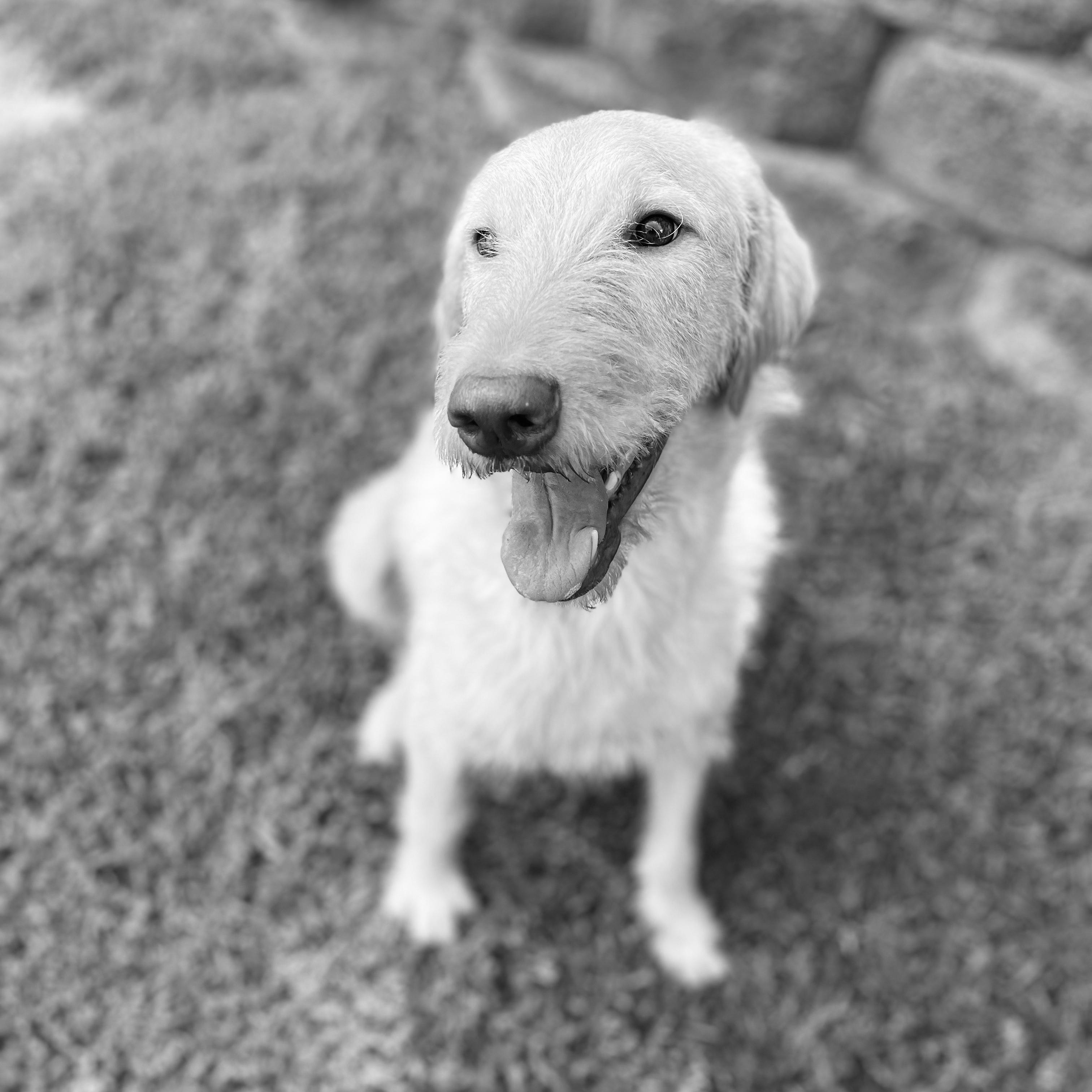 Enlarge JASPER-NORTH CAROLINA, an adopted mixed breed in WILMINGTON, NC image 5/6