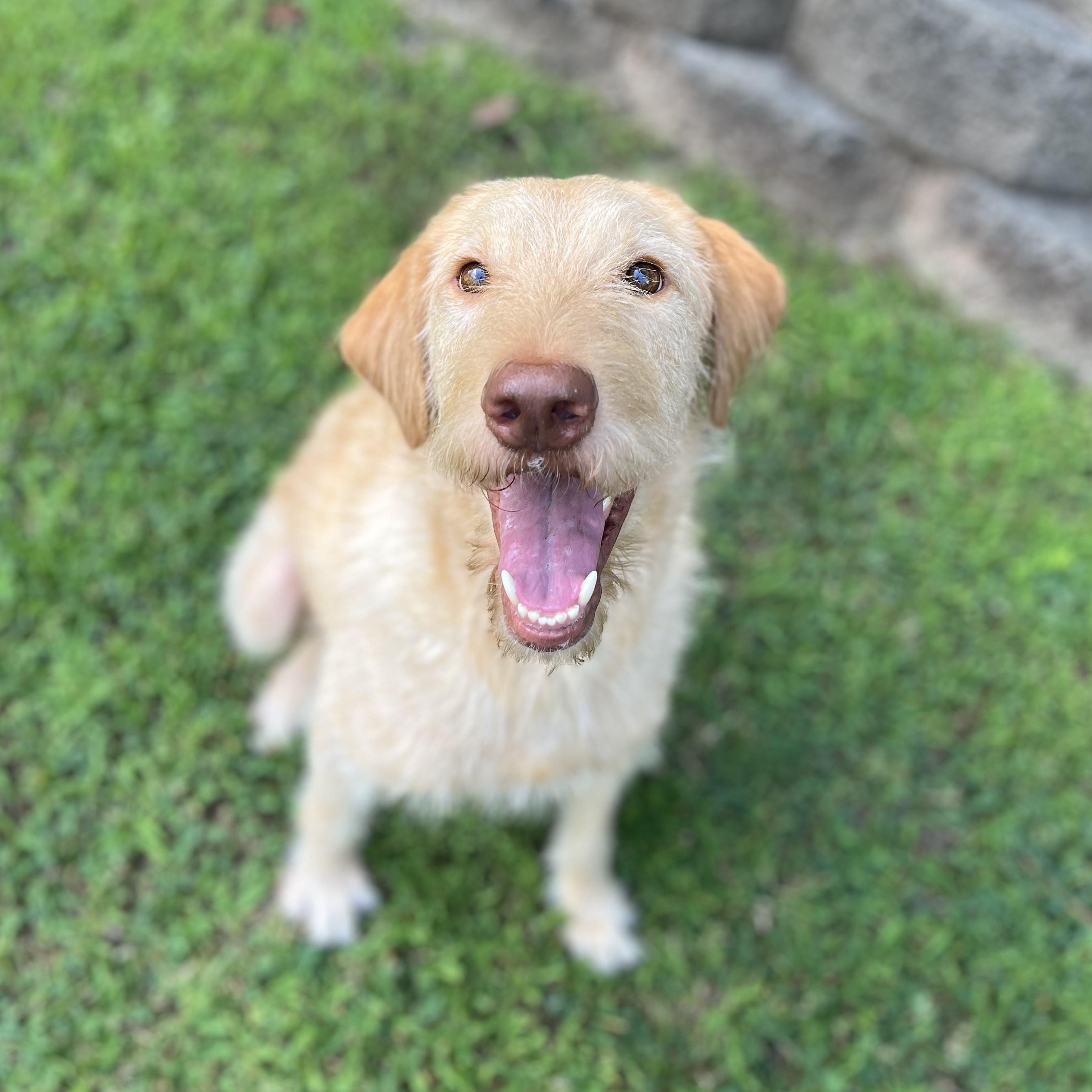 JASPER-NORTH CAROLINA, an adoptable Labrador Retriever, Labradoodle in WILMINGTON, NC, 28411 | Photo Image 1